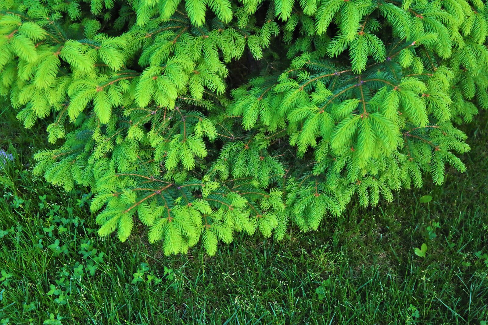 Canon EF 24-105mm F4L IS USM sample photo. Sprouts, tree, green photography