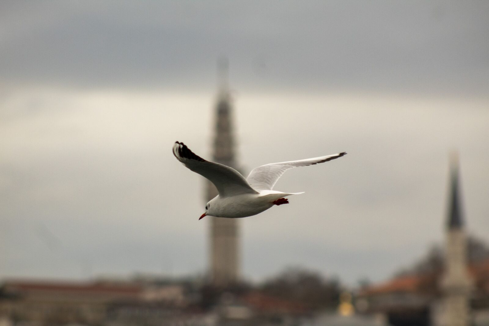 Canon EOS 4000D (EOS Rebel T100 / EOS 3000D) sample photo. Seagull, istanbul, maiden's tower photography
