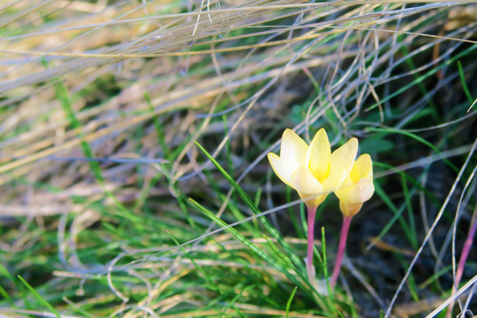 Canon PowerShot G7 X sample photo. Flower, crocus, spring photography
