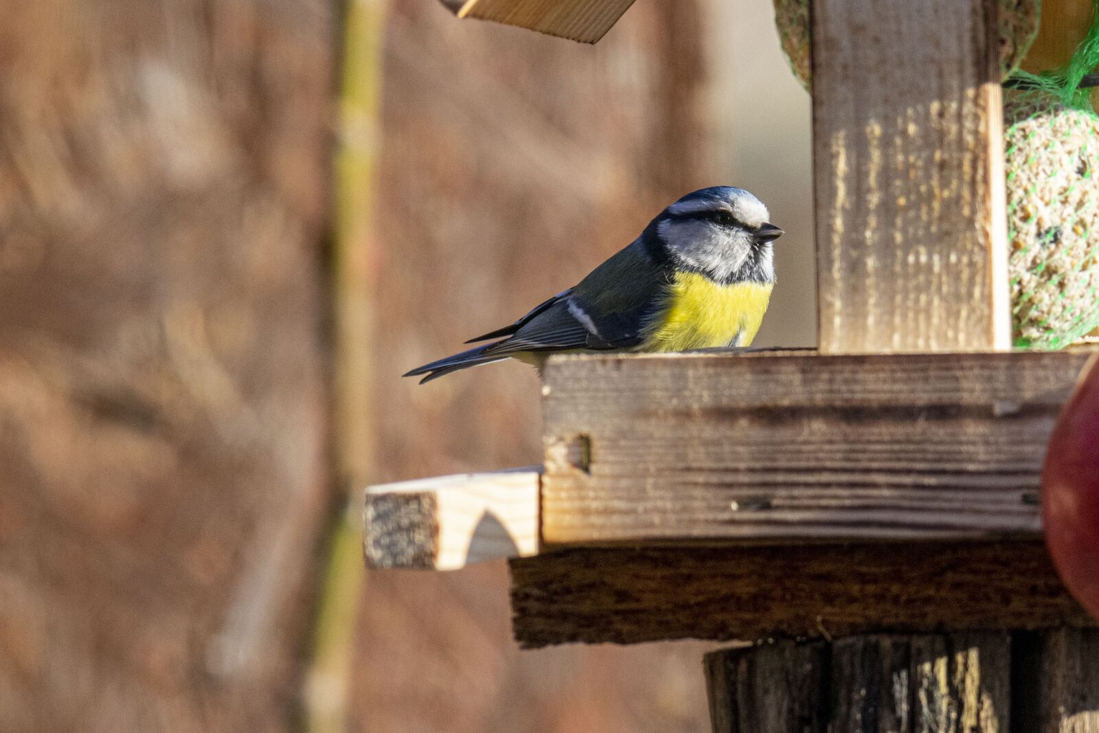 Nikon D5300 sample photo. Bird, tit, animal photography