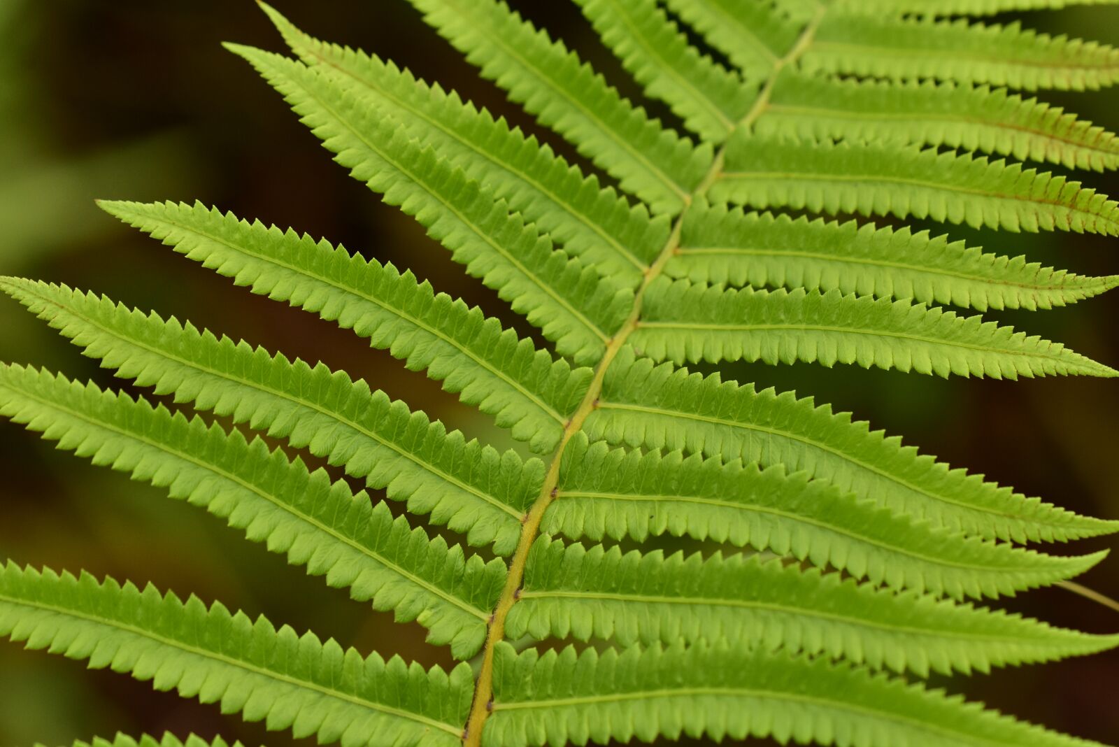 Nikon D3400 sample photo. Fern, leaf, foliage photography