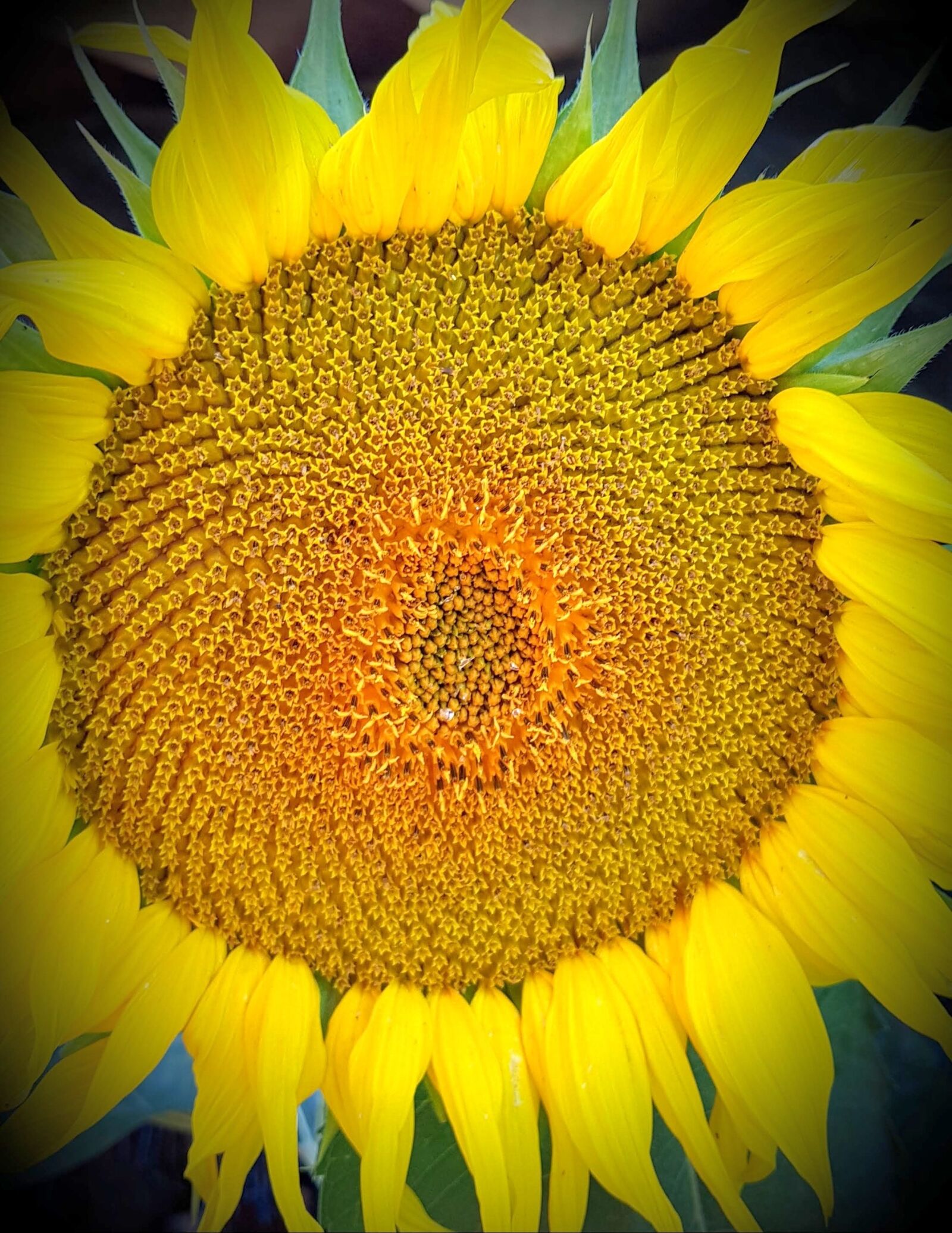 Samsung Galaxy S8 sample photo. Sunflower, flower, nature photography