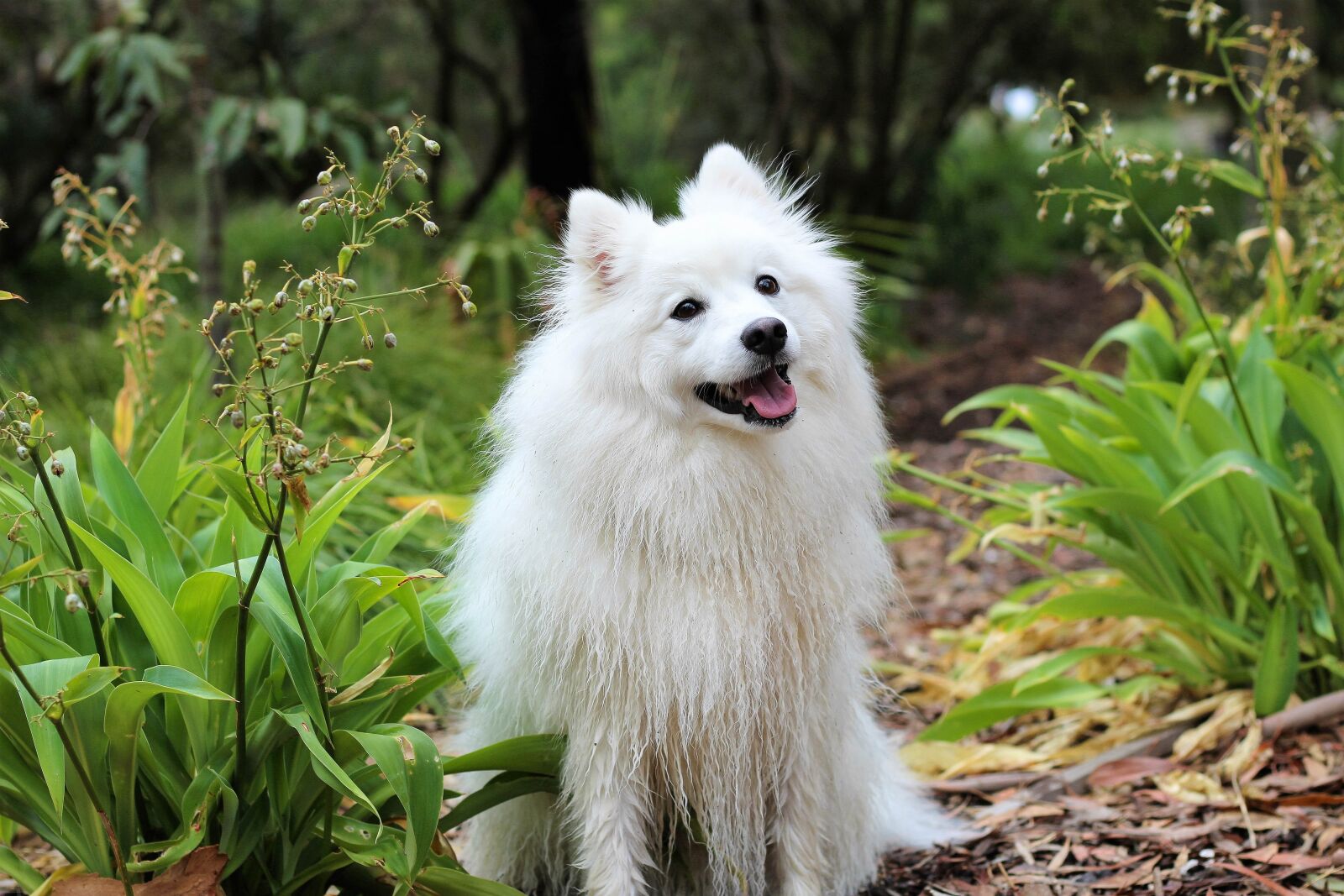 Canon EOS 1200D (EOS Rebel T5 / EOS Kiss X70 / EOS Hi) + Canon EF 50mm F1.8 STM sample photo. Dog, puppy, spitz photography