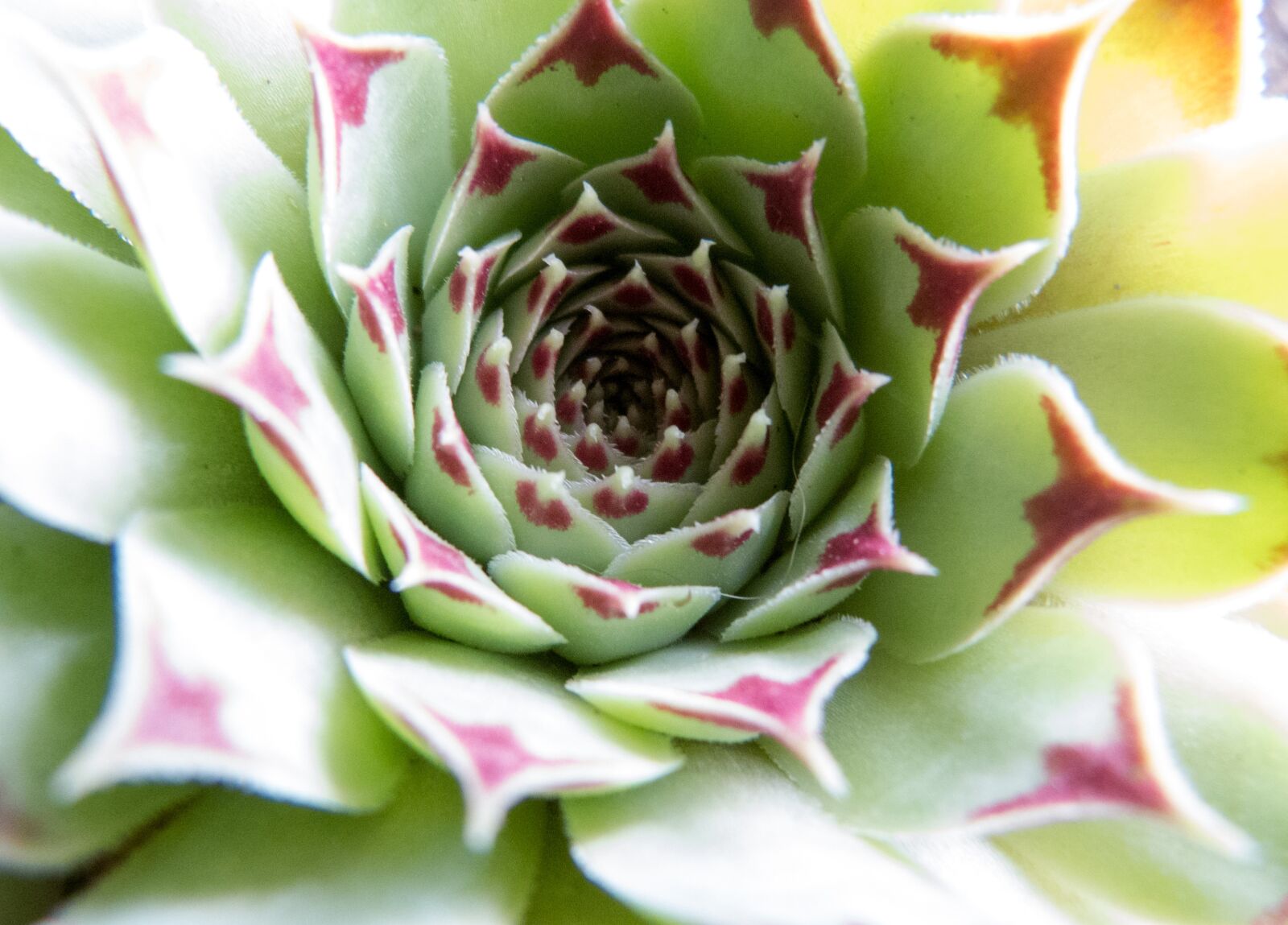 Panasonic Lumix DMC-FZ150 sample photo. Roof houseleek, rock plants photography