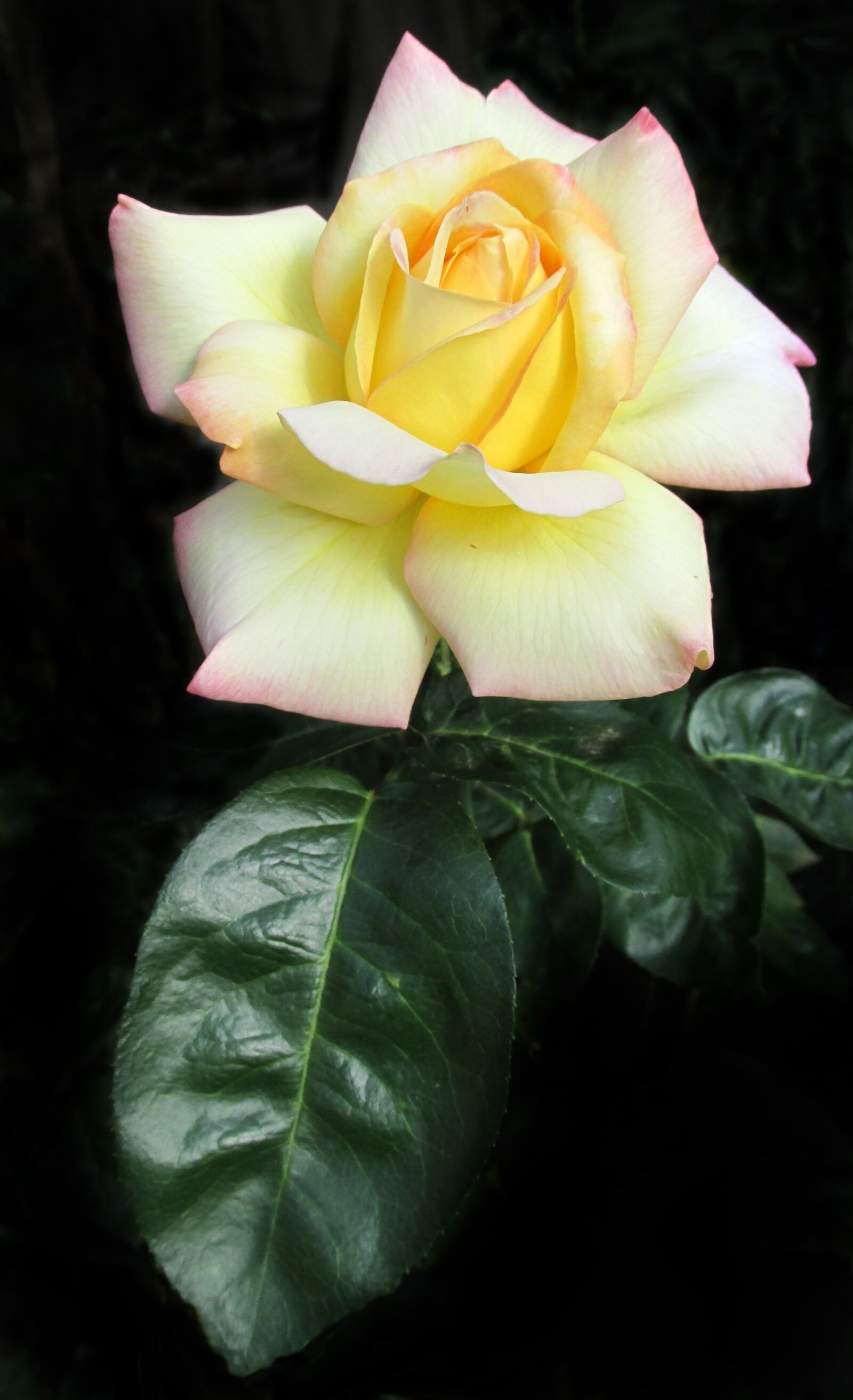 Canon PowerShot SX170 IS sample photo. Rose, yellow, summer photography