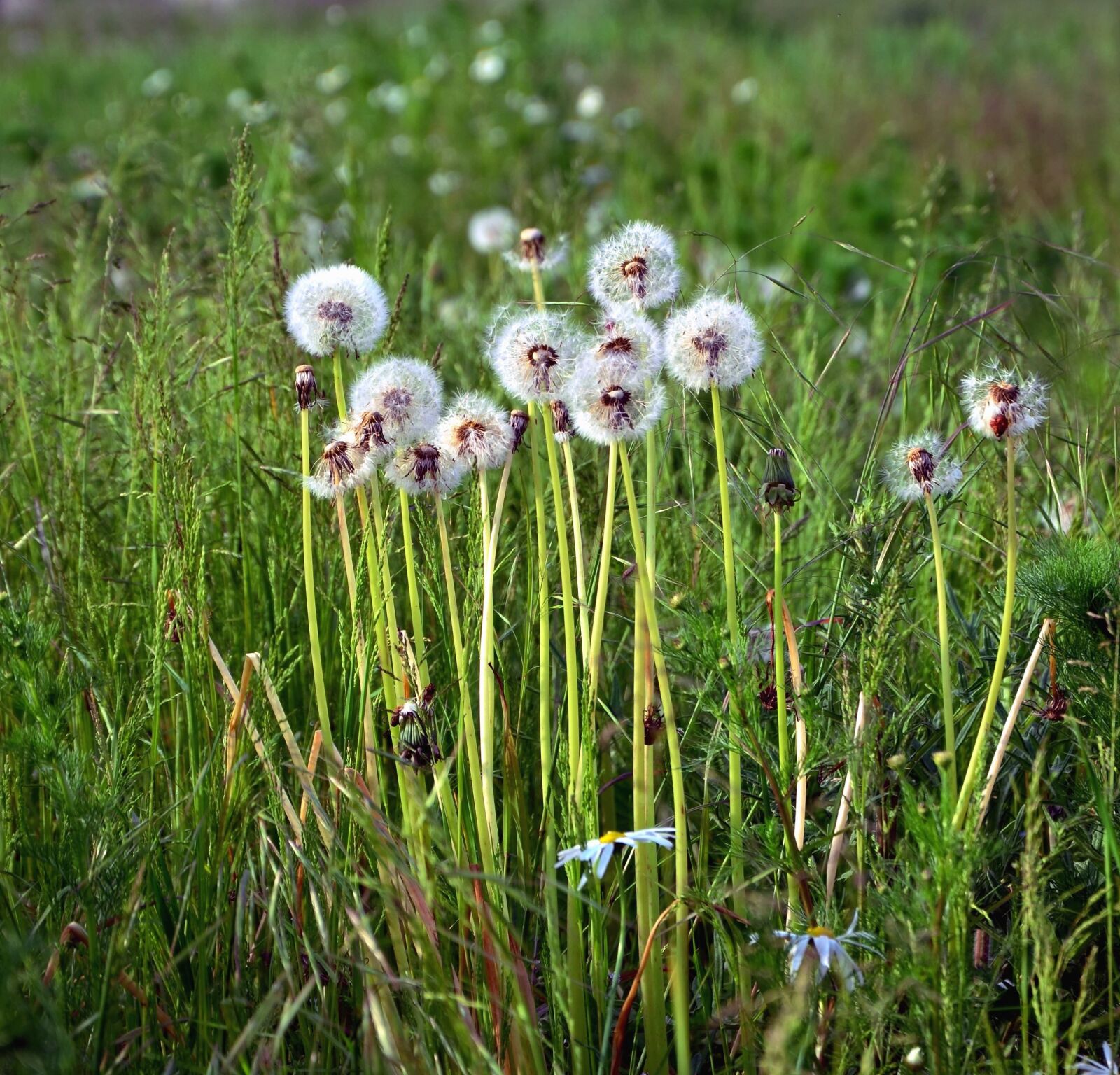 Nikon D5100 sample photo. Haulm, dandelion, seed, grass photography