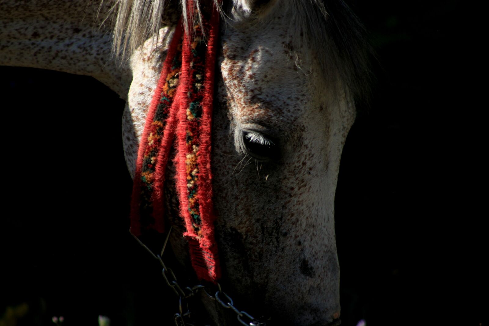 Canon EOS 500D (EOS Rebel T1i / EOS Kiss X3) sample photo. White horse, grassland, light photography