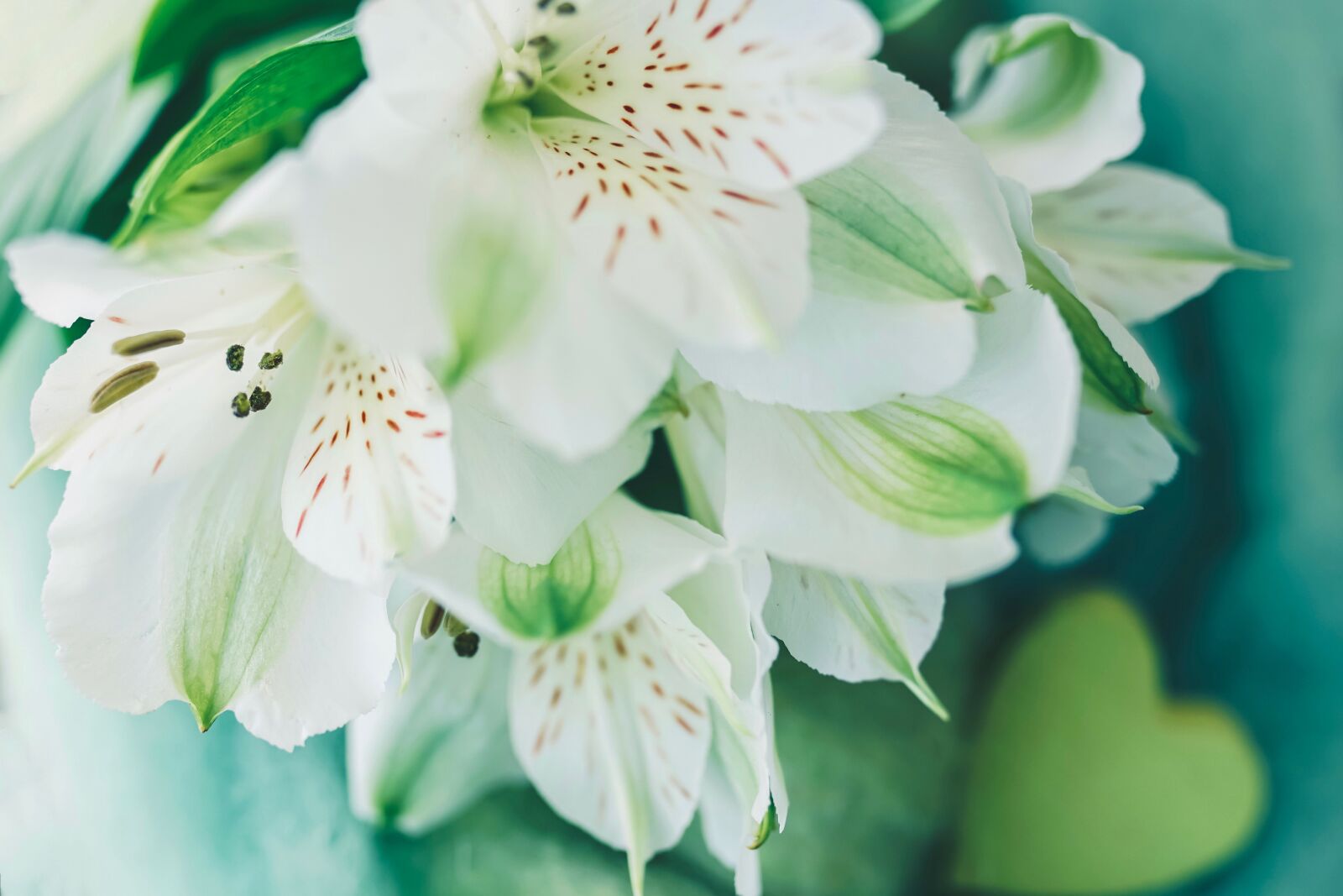Sony ILCA-77M2 sample photo. Lilies, inca lilies, white photography