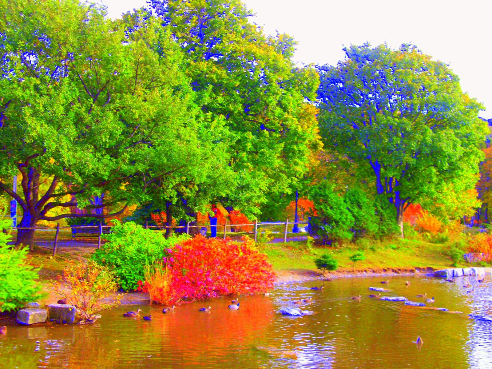 Kodak EASYSHARE M863 DIGITAL CAMERA sample photo. Trees, autumn, forest photography