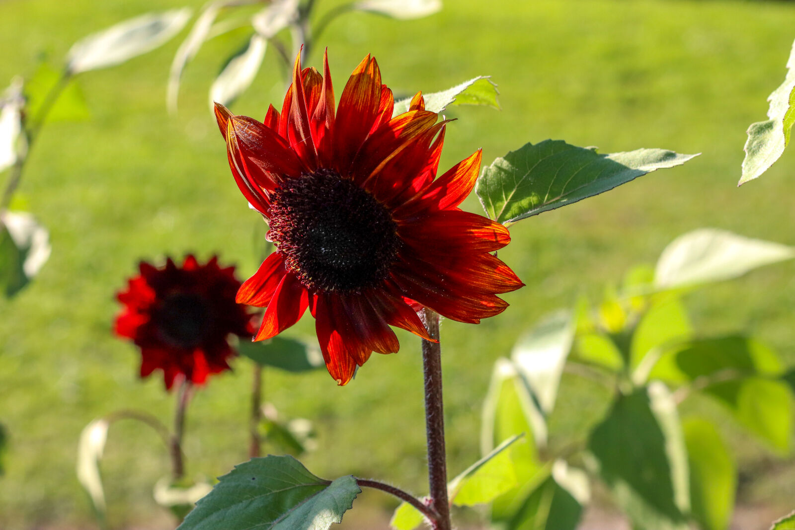 Canon EOS R100 sample photo