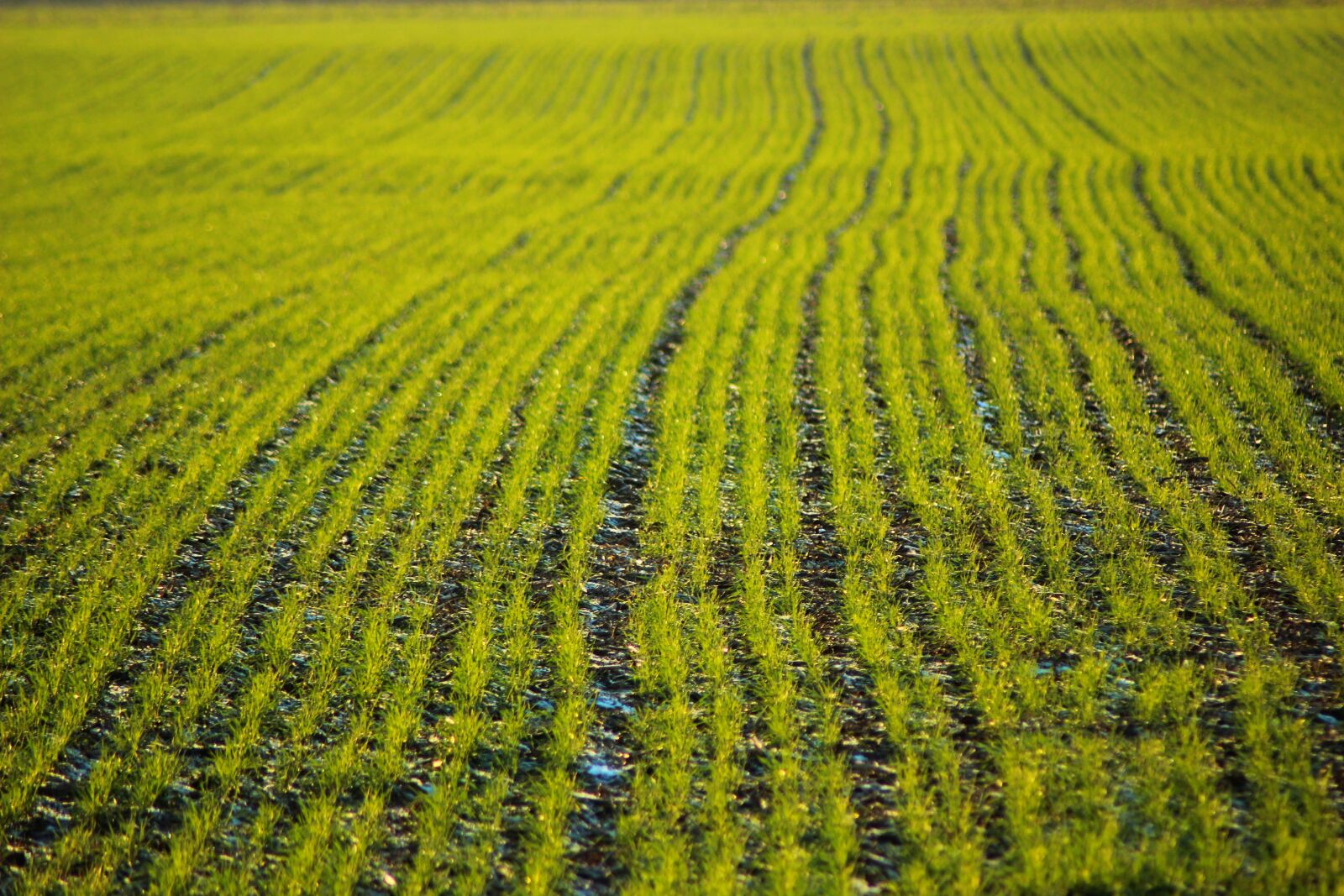 Canon EOS 600D (Rebel EOS T3i / EOS Kiss X5) sample photo. Furrow, field, plants photography