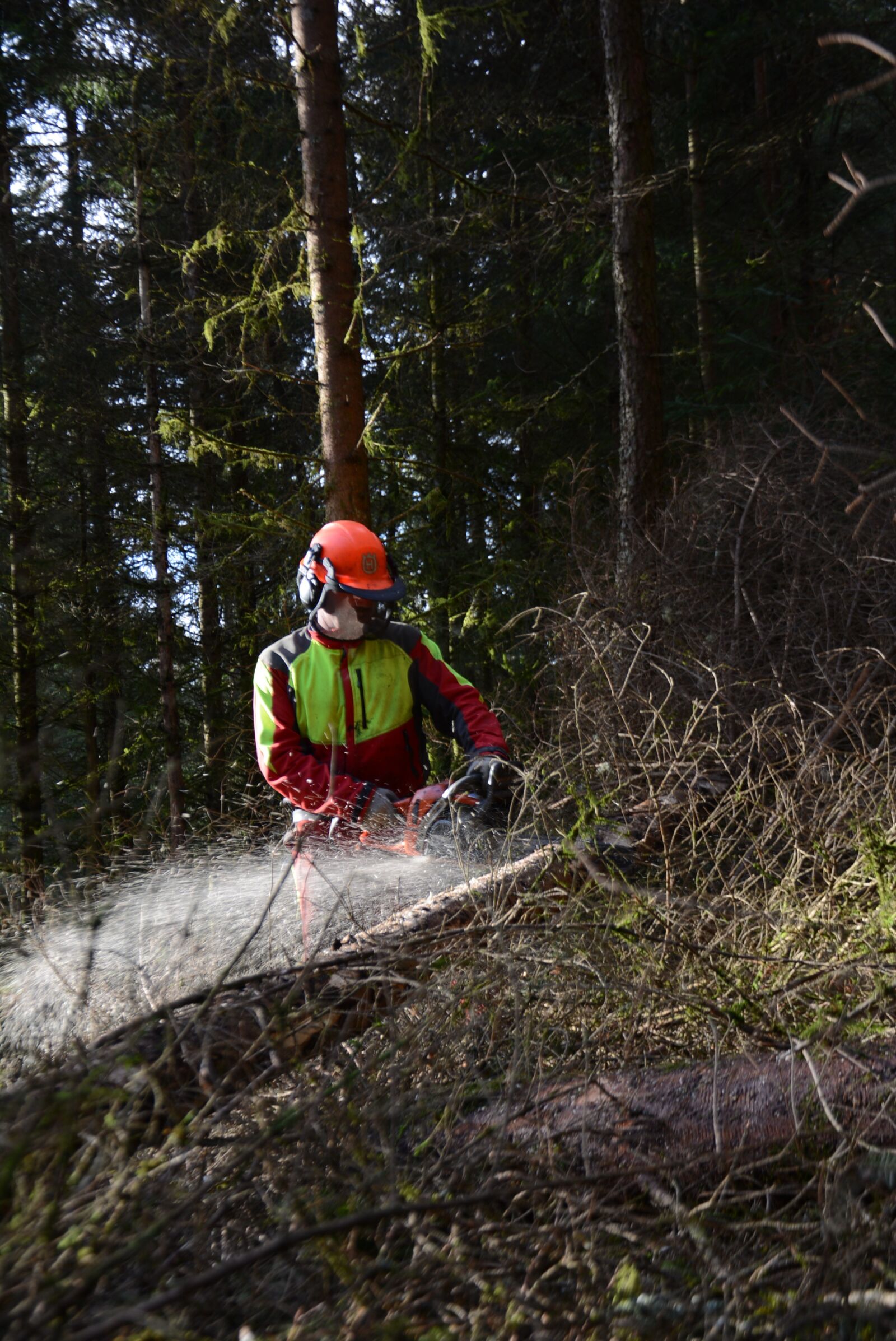 Nikon D7100 sample photo. Cutting, forest, roughhouse photography