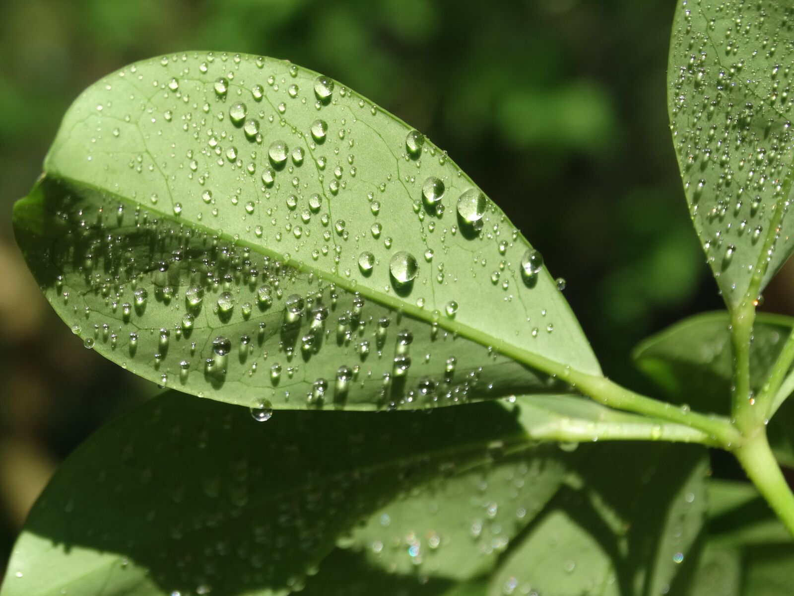 Sony Cyber-shot DSC-HX300 sample photo. Leaves, green, dew photography