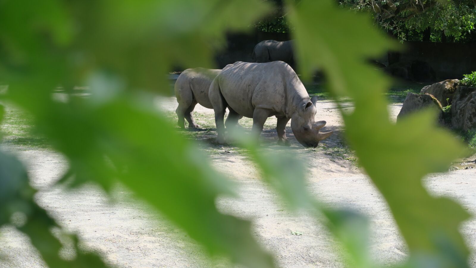 Canon PowerShot G5 X sample photo. Nosorozec, nature, zoo photography