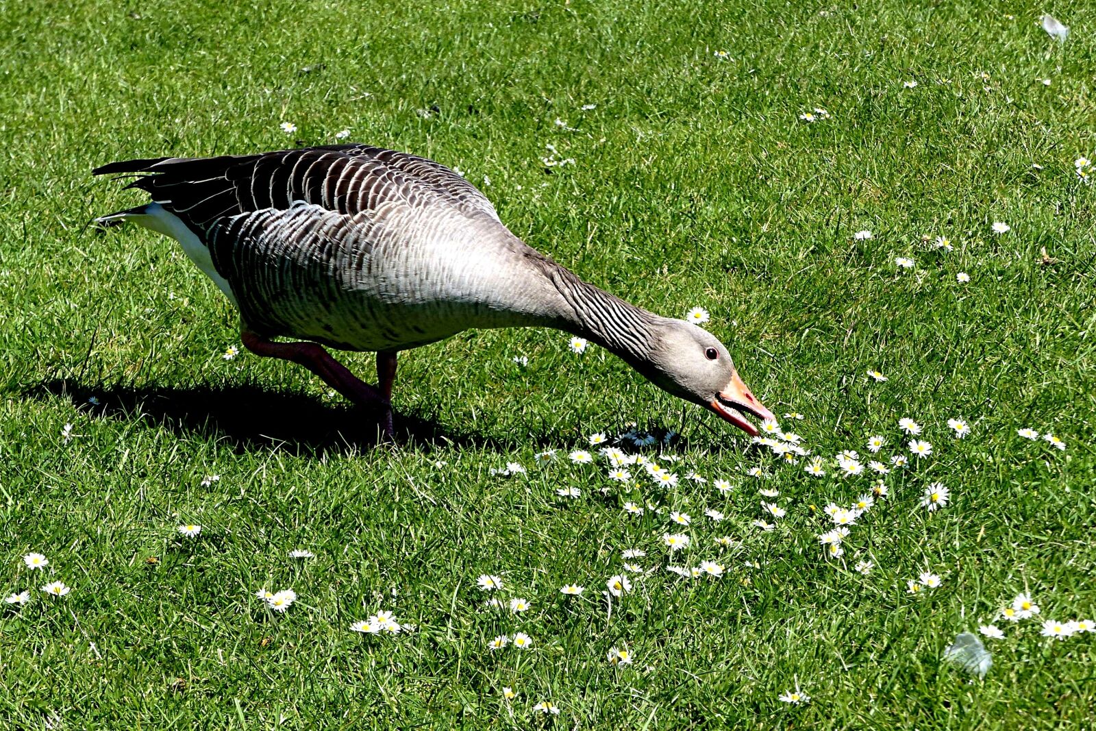 Panasonic Lumix DMC-FZ200 sample photo. Animal, goose, greylag goose photography