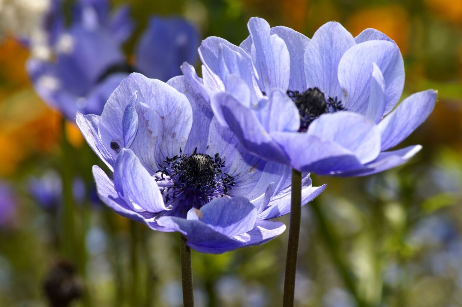 Sony SLT-A58 sample photo. Anemone, blue, blue anemones photography