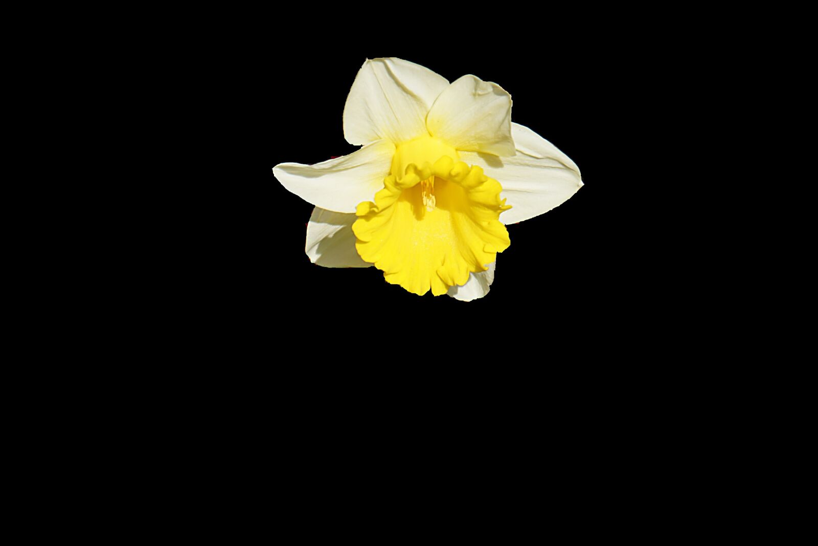 Sony a6000 sample photo. Dark, flower, plant photography