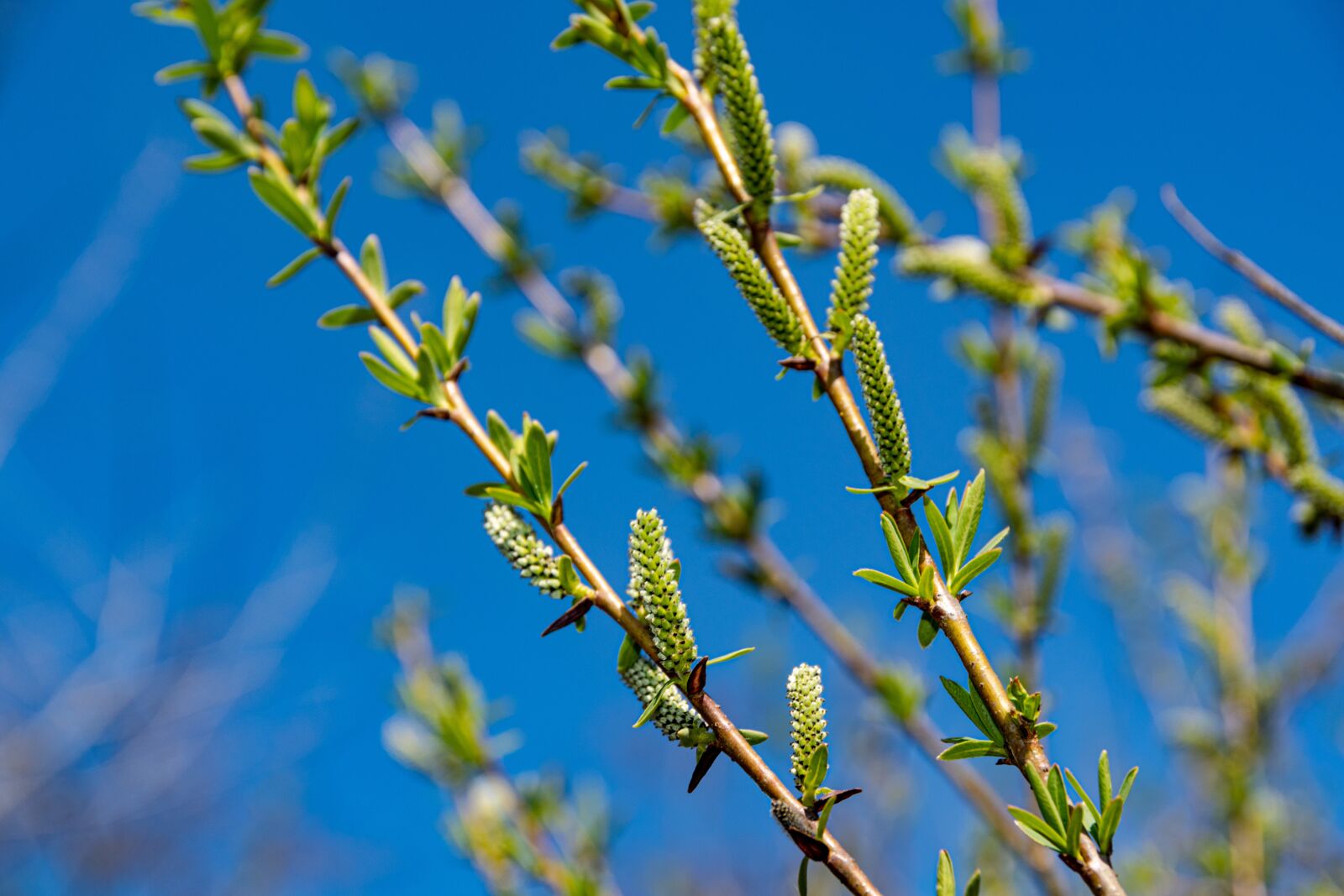 Nikon D5300 sample photo. Branches, foliage, trees photography