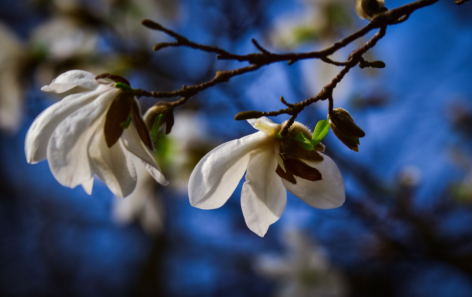 Nikon D5500 sample photo. Spring, flowers, garden photography