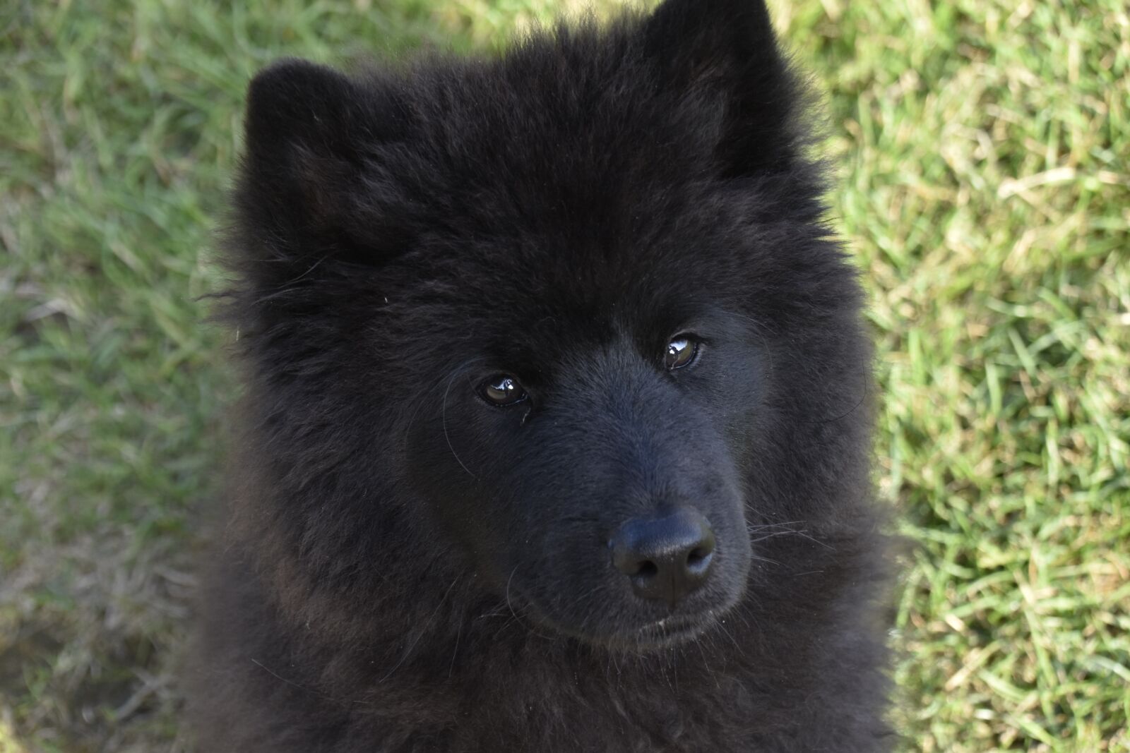 Nikon D5600 sample photo. Dog, young bitch, dog photography