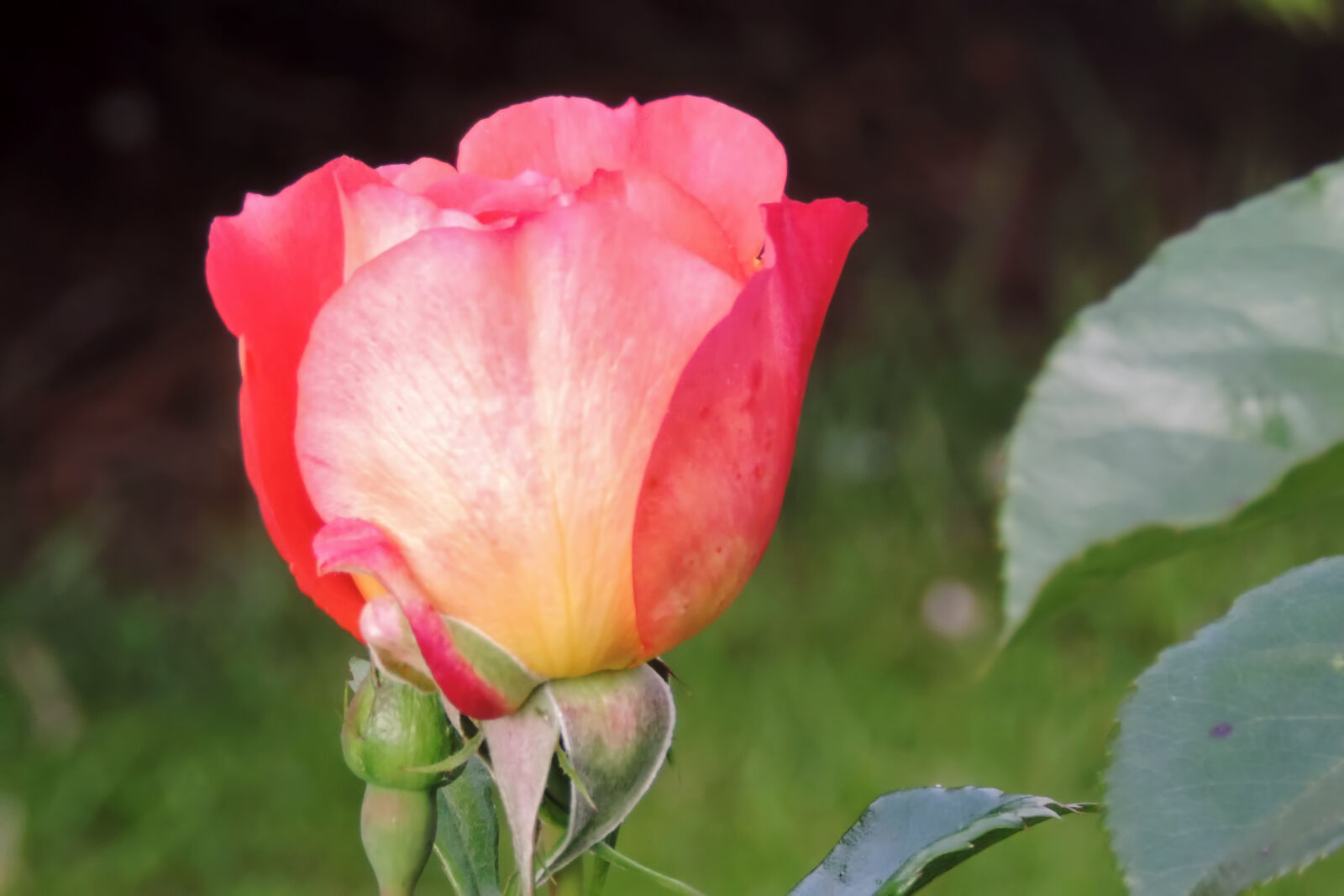 Nikon Coolpix P520 sample photo. Close, up, of, pink photography
