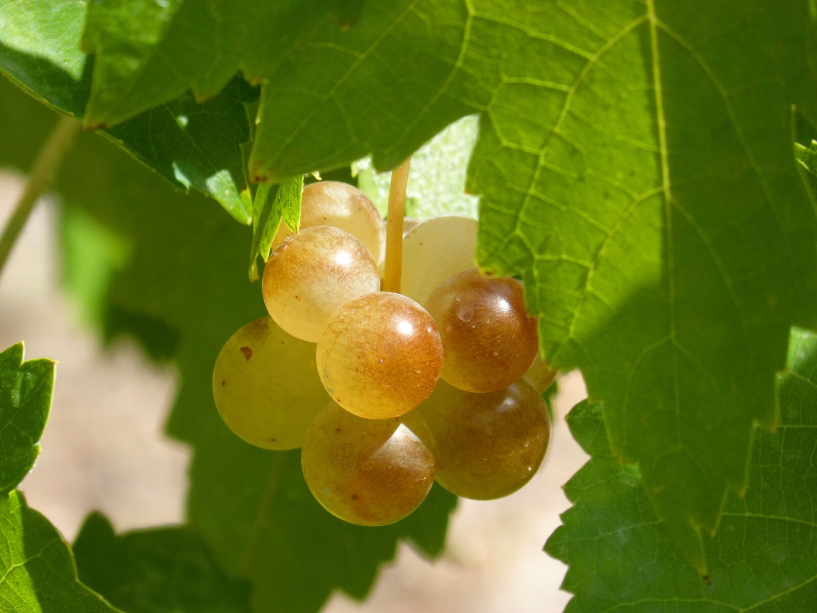 Panasonic DMC-FZ62 sample photo. Grape, mature, seasoning photography