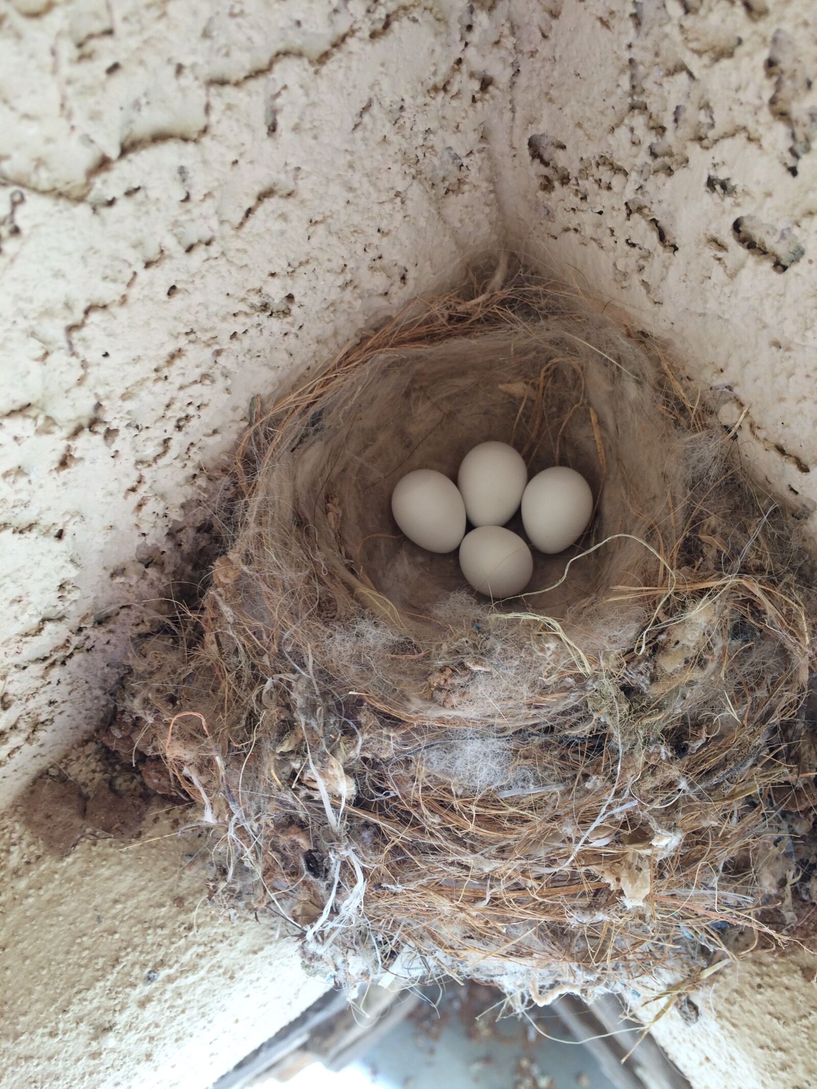 iPhone 5s back camera 4.15mm f/2.2 sample photo. Bird, eggs, nest egg photography