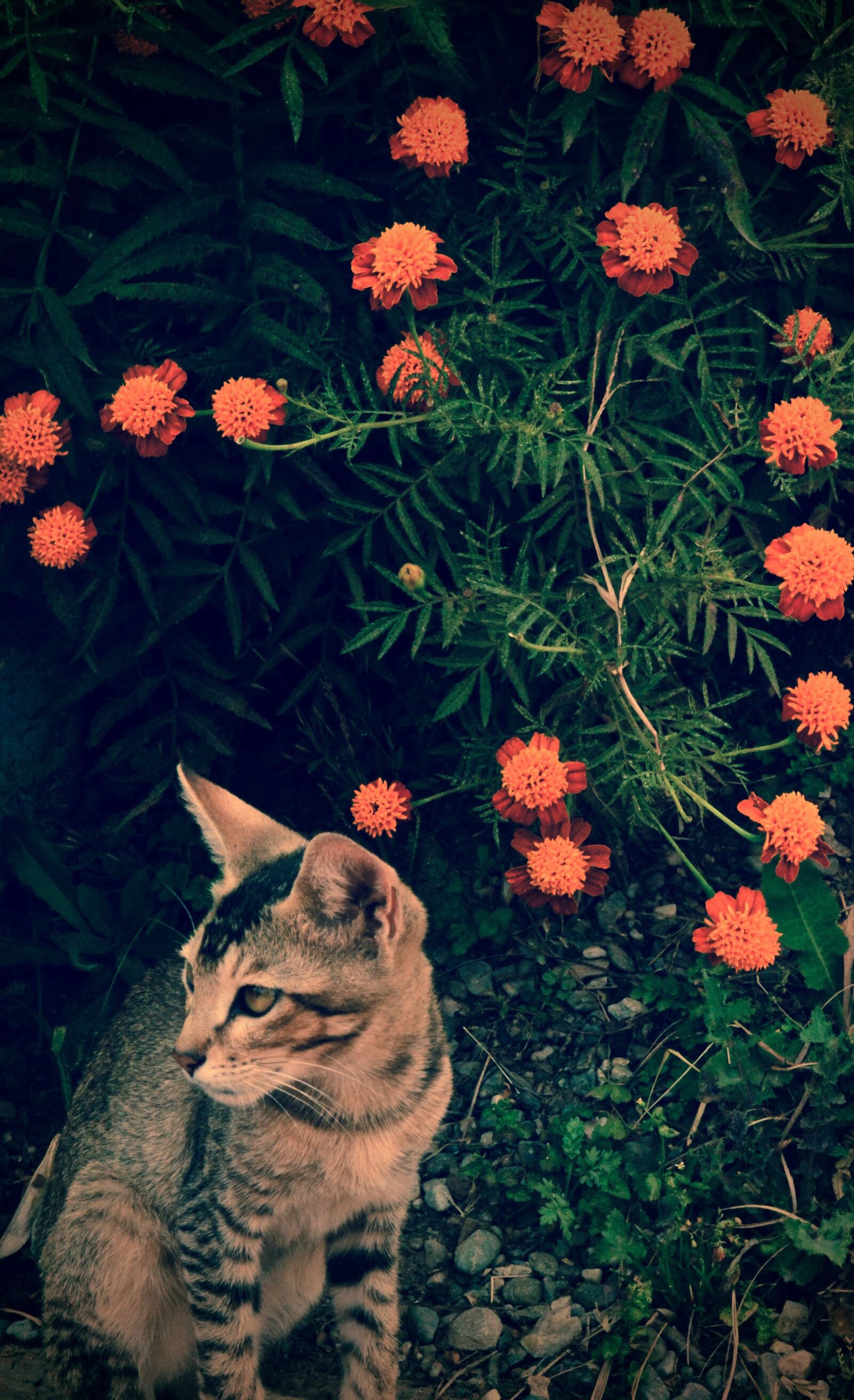 Nikon D3100 sample photo. Adorable, cat, cute, flowers photography