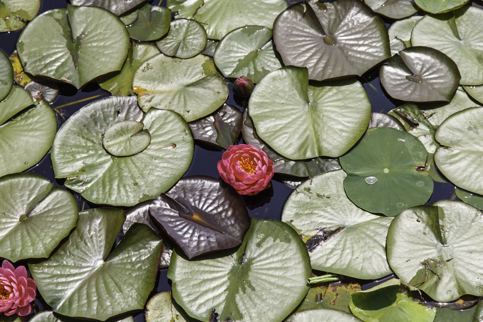 Canon EOS 6D + Canon EF 24-105mm F4L IS USM sample photo. Lotus, water lilies, nail photography
