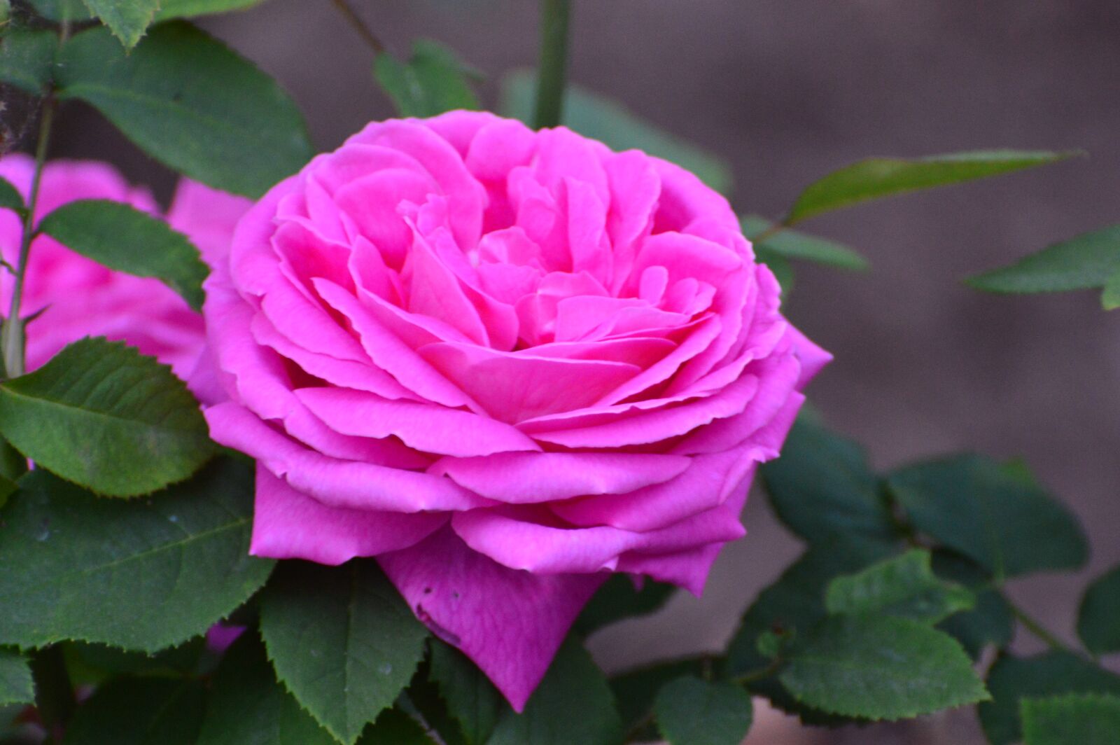 Nikon D3200 sample photo. Pink rose, rose, flower photography