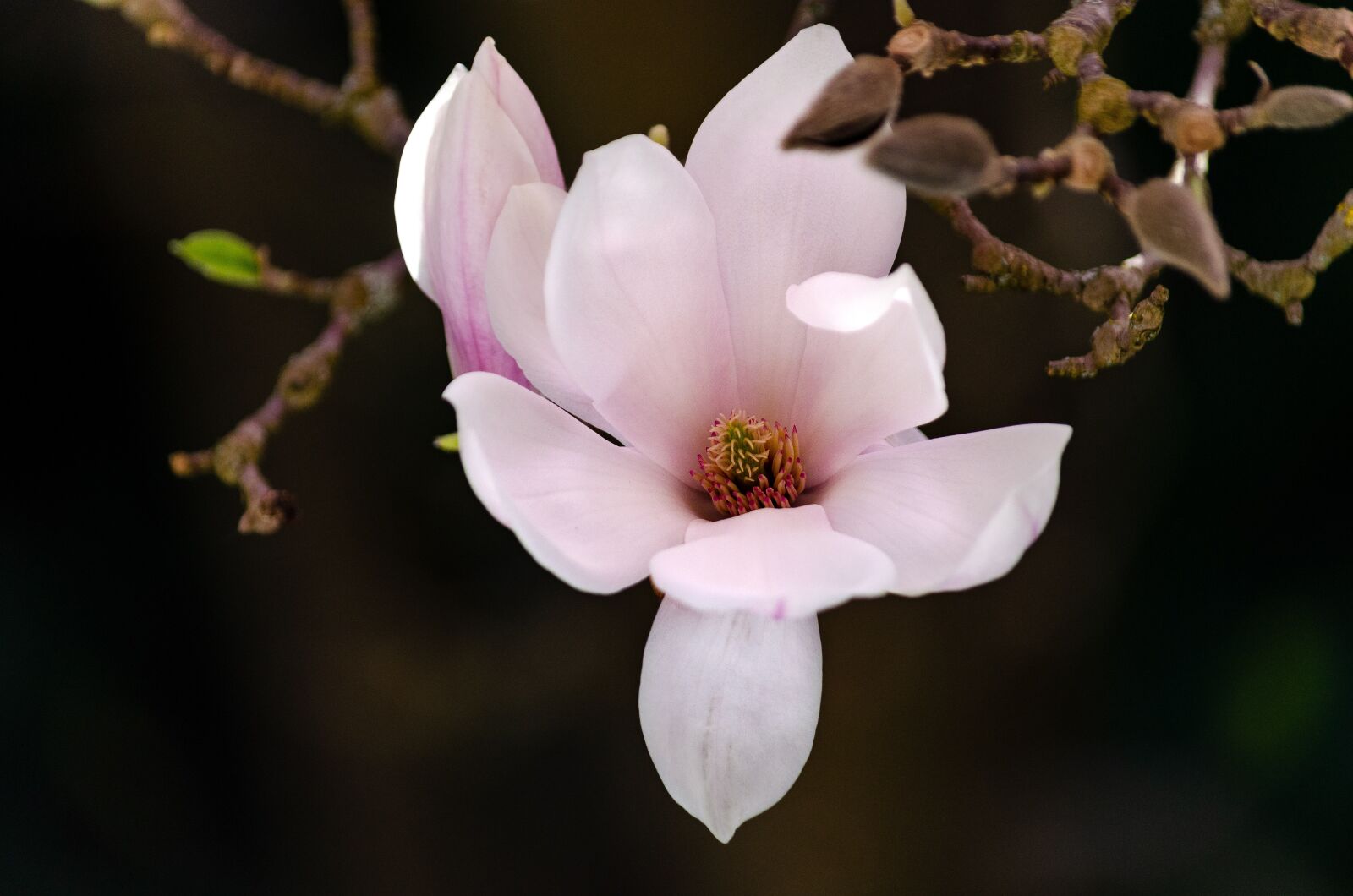Nikon D5100 sample photo. Magnolia, spring, blossom photography