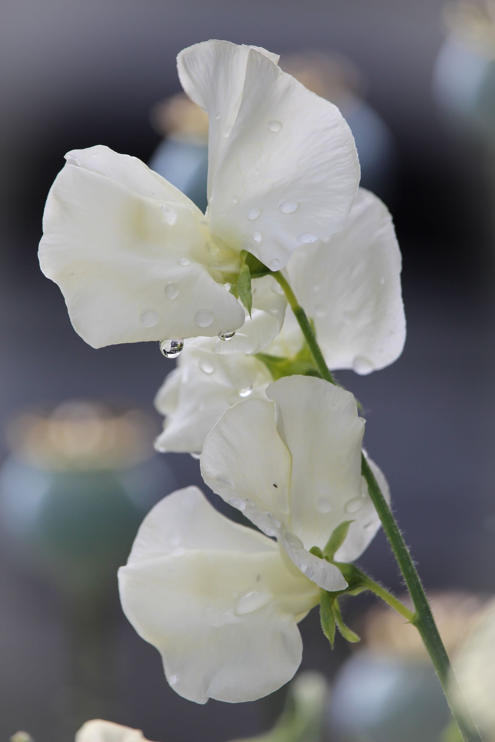 Canon EF-S 55-250mm F4-5.6 IS STM sample photo. Sweetpea, white, flower photography