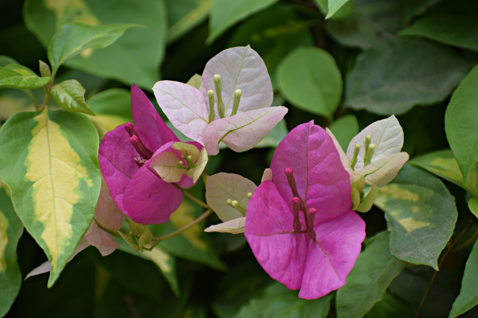 Nikon D3300 sample photo. Flowers, plant, nature photography