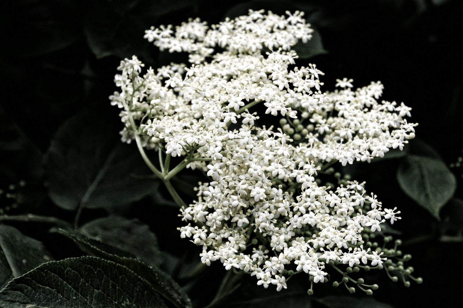 Canon EOS 1200D (EOS Rebel T5 / EOS Kiss X70 / EOS Hi) sample photo. Elderflower, elder, white photography