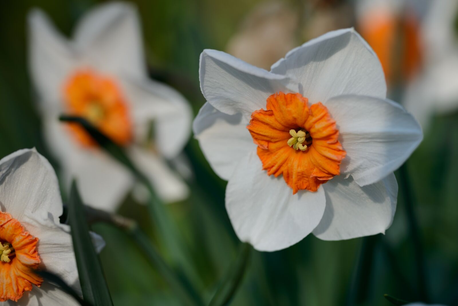 Nikon D800 sample photo. Daffodils, narcissus, daffodil photography