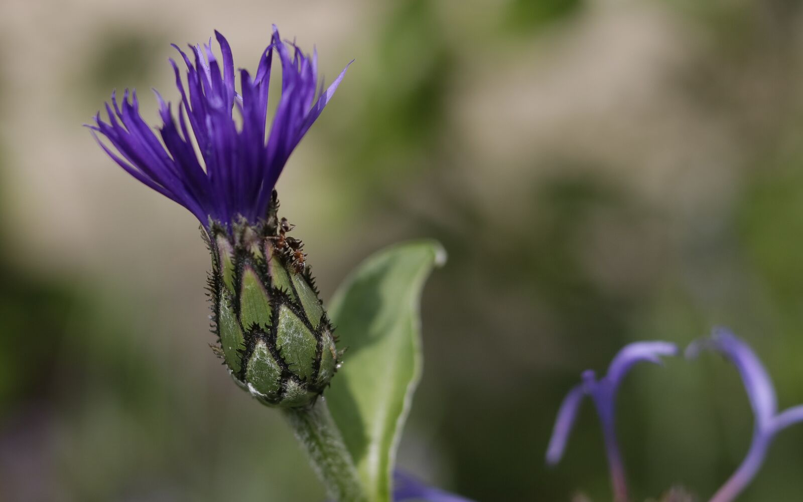 Canon EOS 750D (EOS Rebel T6i / EOS Kiss X8i) sample photo. Flowers, garden, spring photography