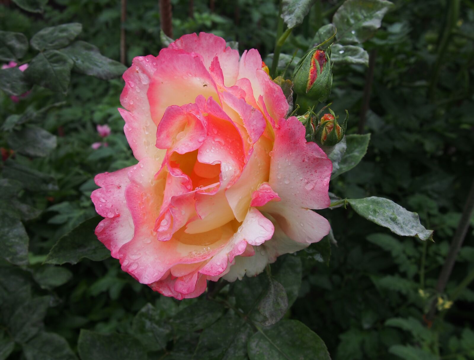 Olympus PEN E-PL6 sample photo. Rose, the smell of photography
