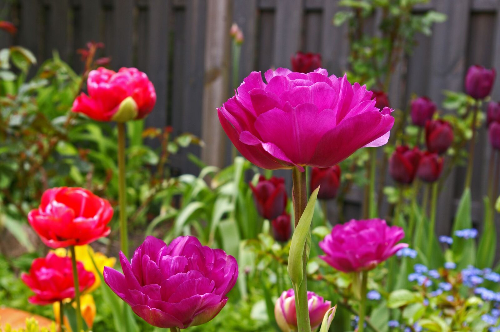 Pentax *ist DL2 sample photo. Tulips, garden, spring photography
