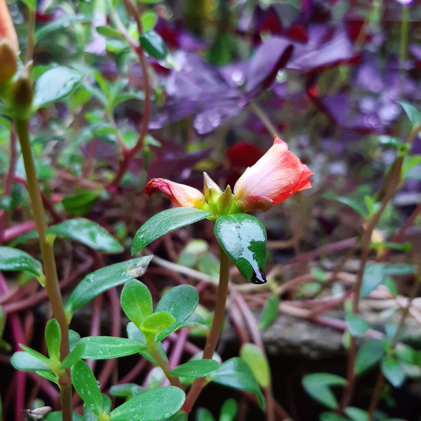 Samsung Galaxy A30 sample photo. Flower, flora, blossom photography