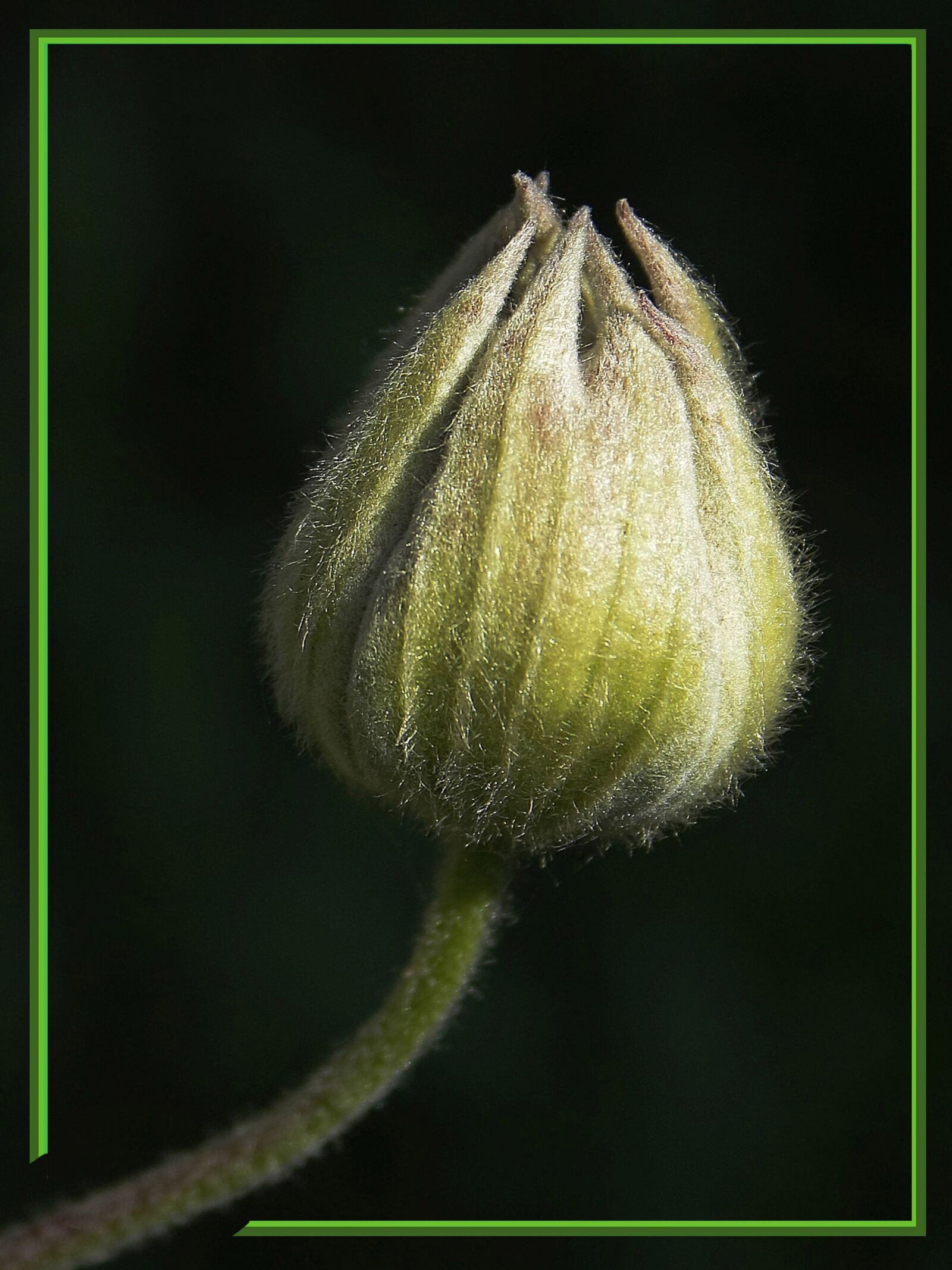 Canon EOS 450D (EOS Rebel XSi / EOS Kiss X2) sample photo. Nature, flower, bud photography