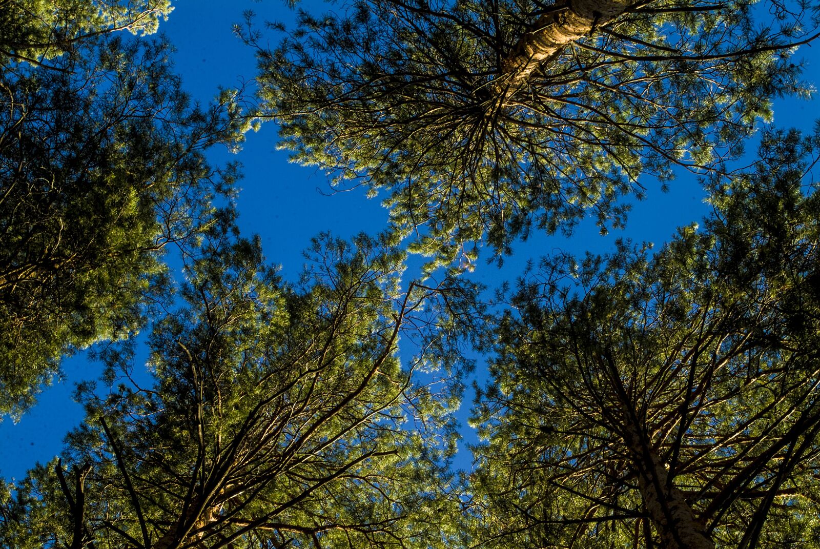 Fujifilm FinePix S2 Pro sample photo. Pine, sky, forest coniferous photography