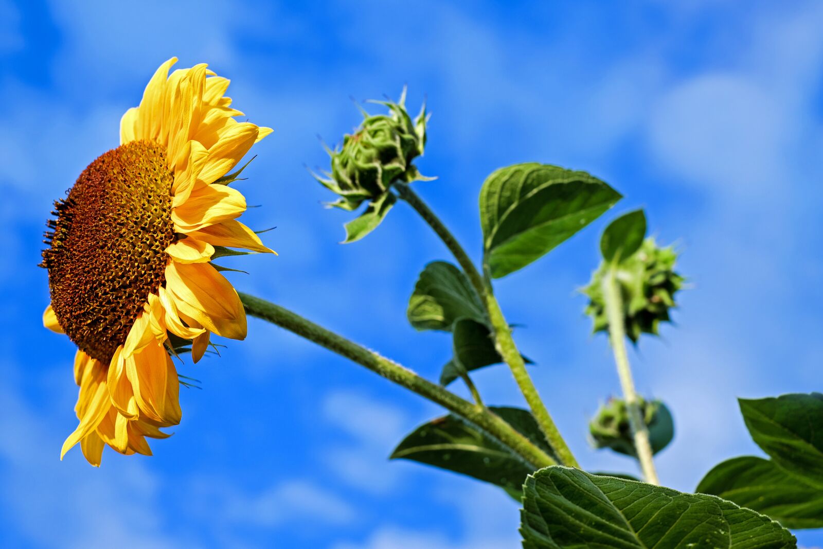 Fujifilm X-T10 + Fujifilm XF 35mm F1.4 R sample photo. Sunflower, flower, bloom photography