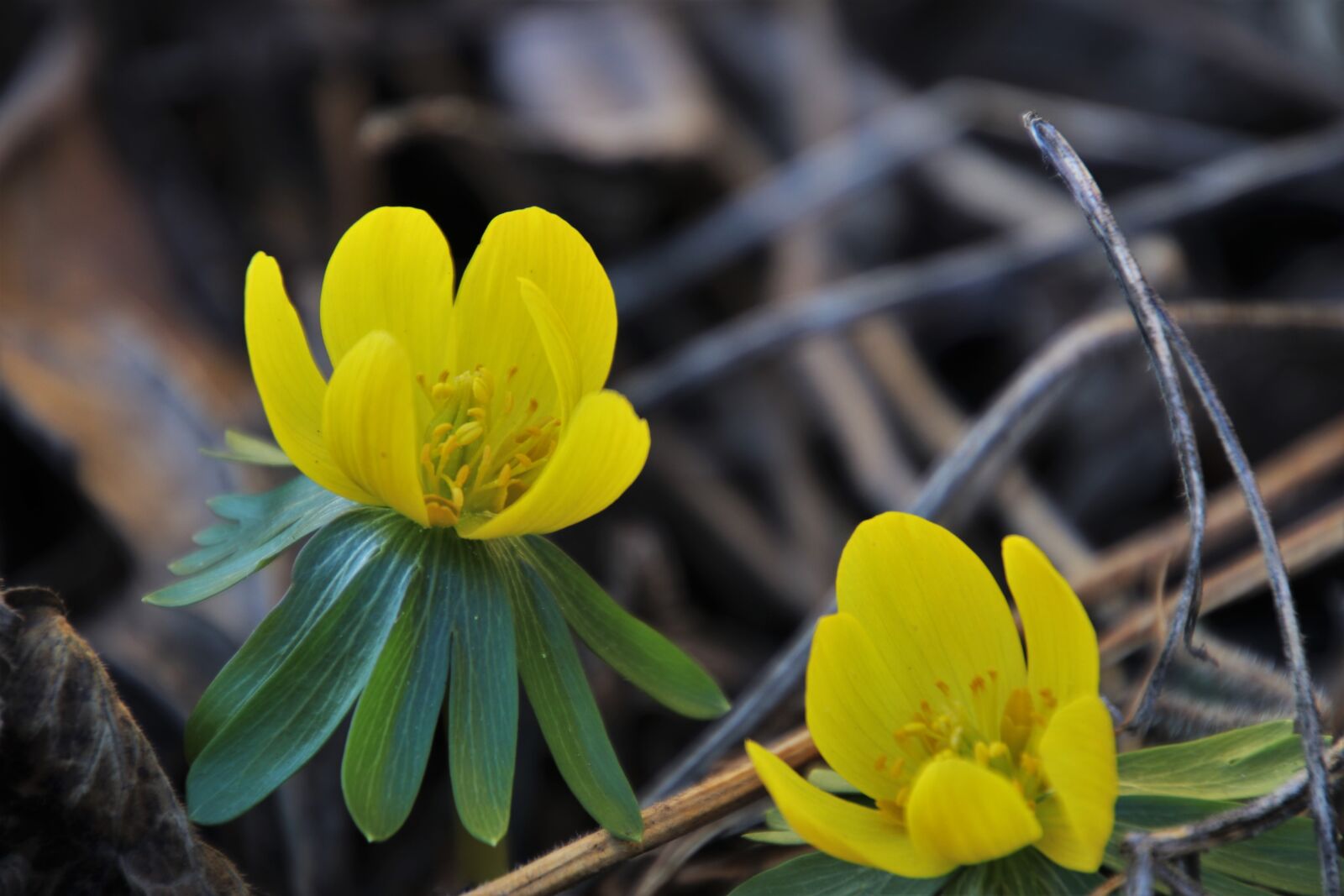 Canon EOS 80D sample photo. Early spring, the delicacy photography