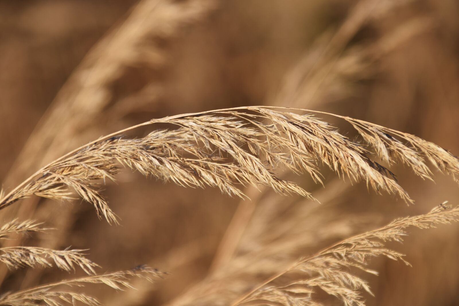 Nikon D3300 sample photo. Grass, autumn, close up photography