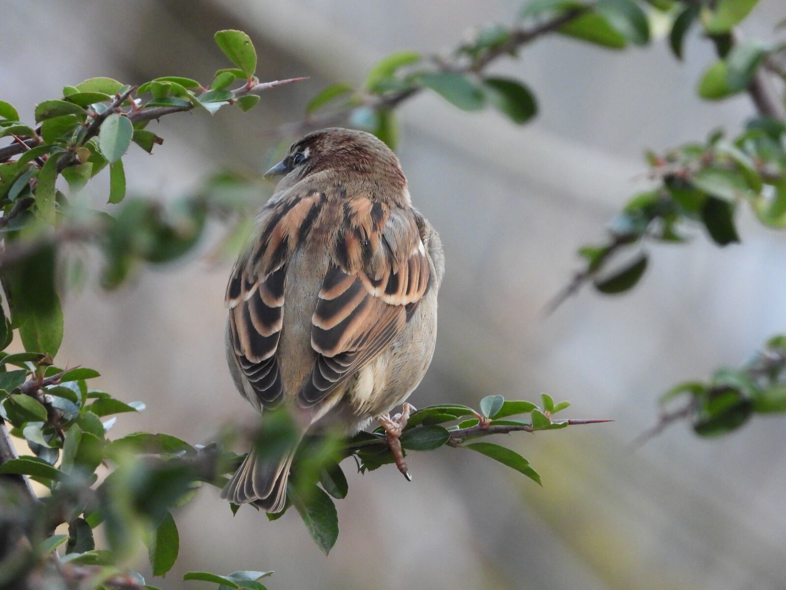 Nikon Coolpix P1000 sample photo. The sparrow, wr belek photography