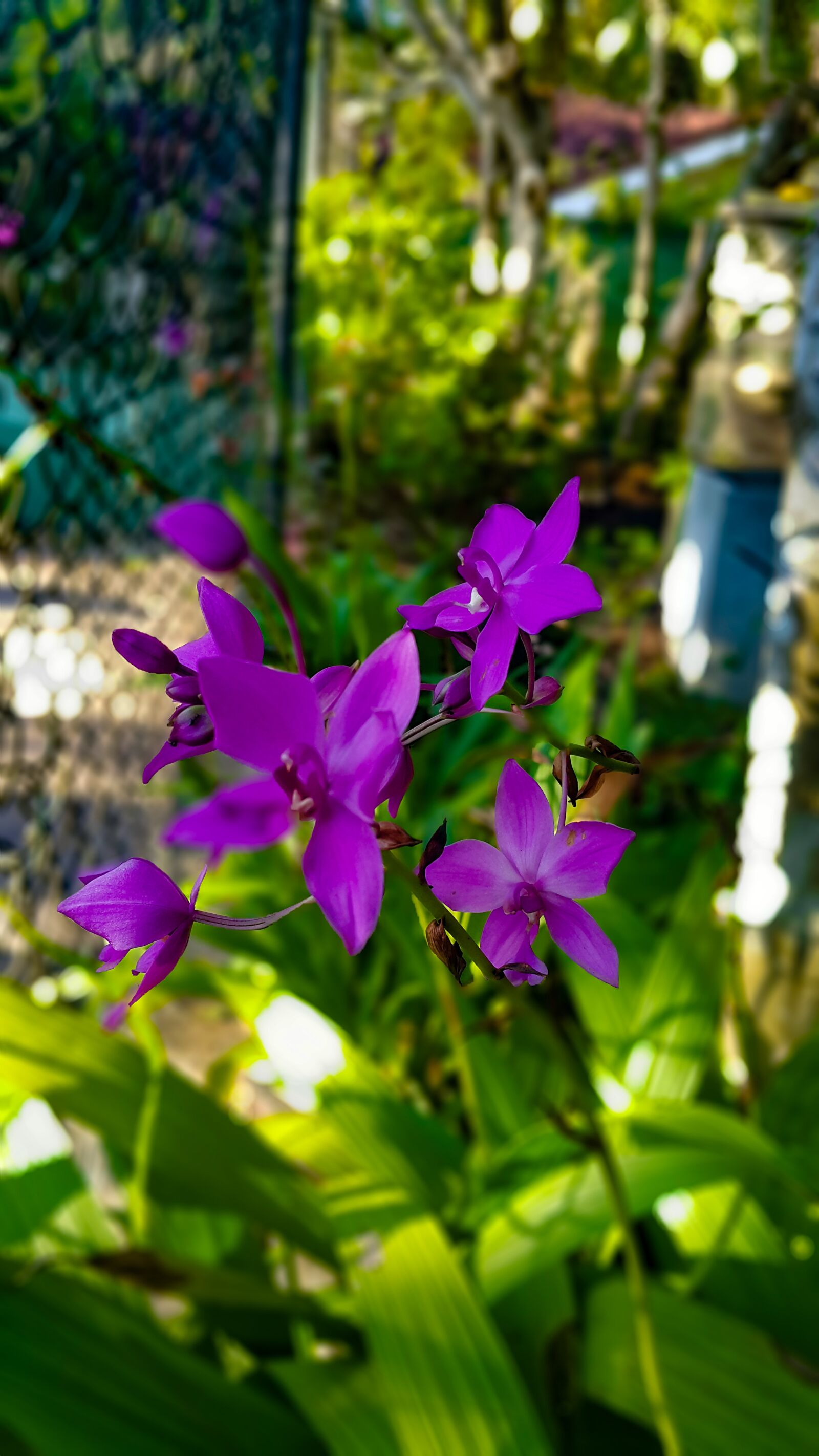 Samsung Galaxy Note4 sample photo. Orchid, sri lanka, flower photography