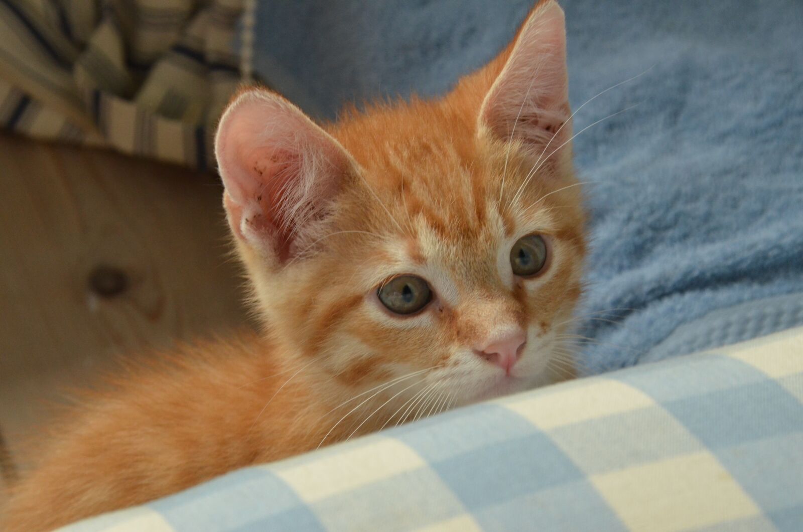 Nikon D7000 sample photo. Cat, kitten, young photography
