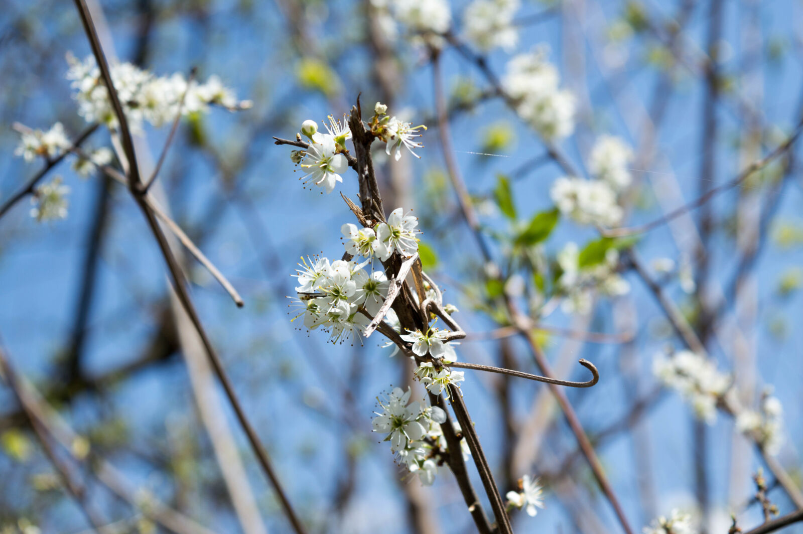 Nikon D3200 sample photo. Beautiful, flowers, blue, sky photography