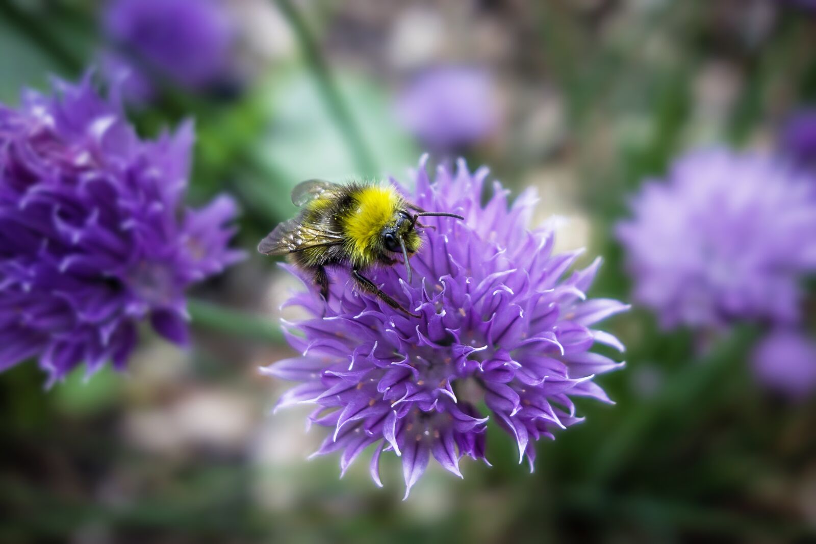 Sony Cyber-shot DSC-RX100 sample photo. Bourdon, flower, nature photography