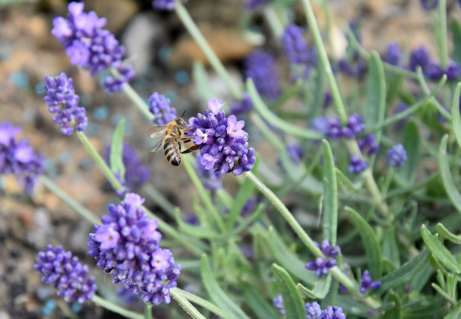 Nikon D7200 sample photo. Flower, lavender, spring photography